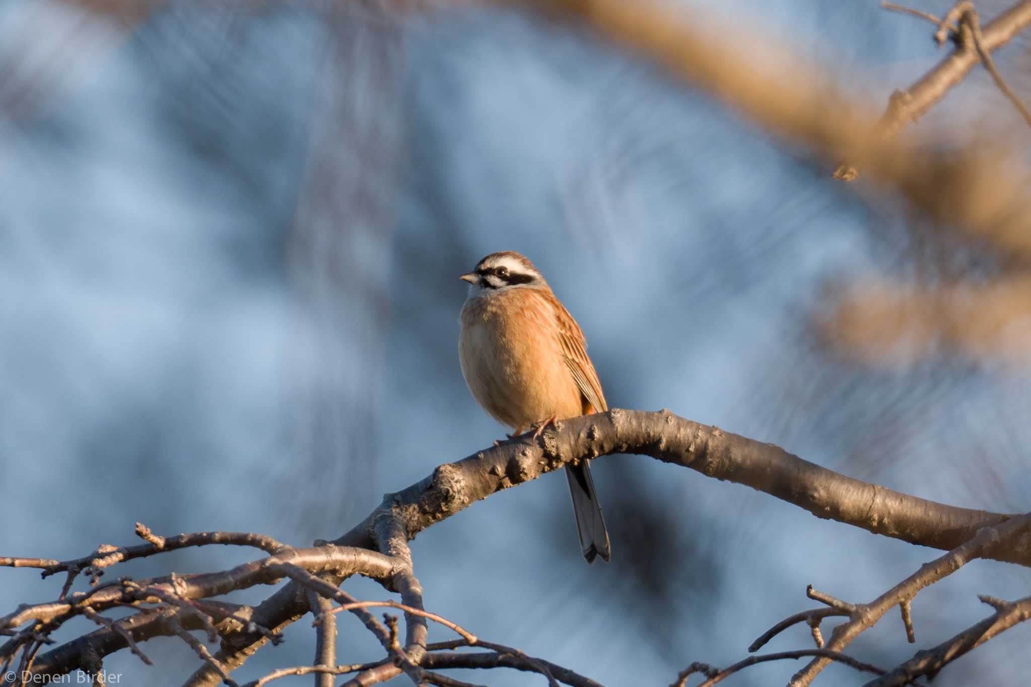 城山湖 ホオジロの写真 by 田園Birder