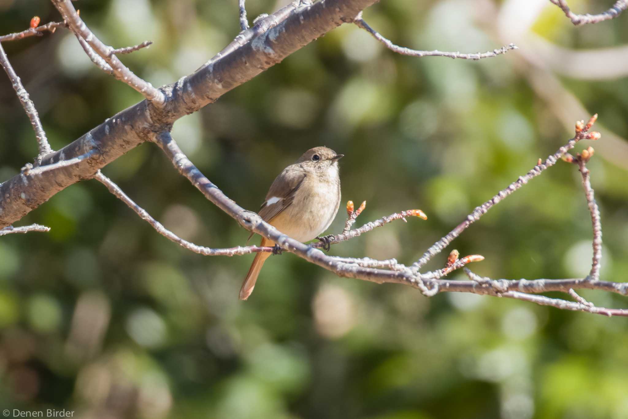 城山湖 ジョウビタキの写真 by 田園Birder