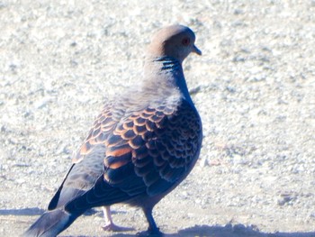 Oriental Turtle Dove 名瀬・上矢部市民の森 Mon, 2/12/2024