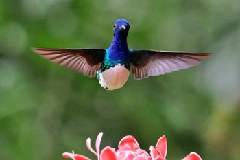 White-necked Jacobin San Gerardo De Dota (Costa Rica) Fri, 2/9/2024