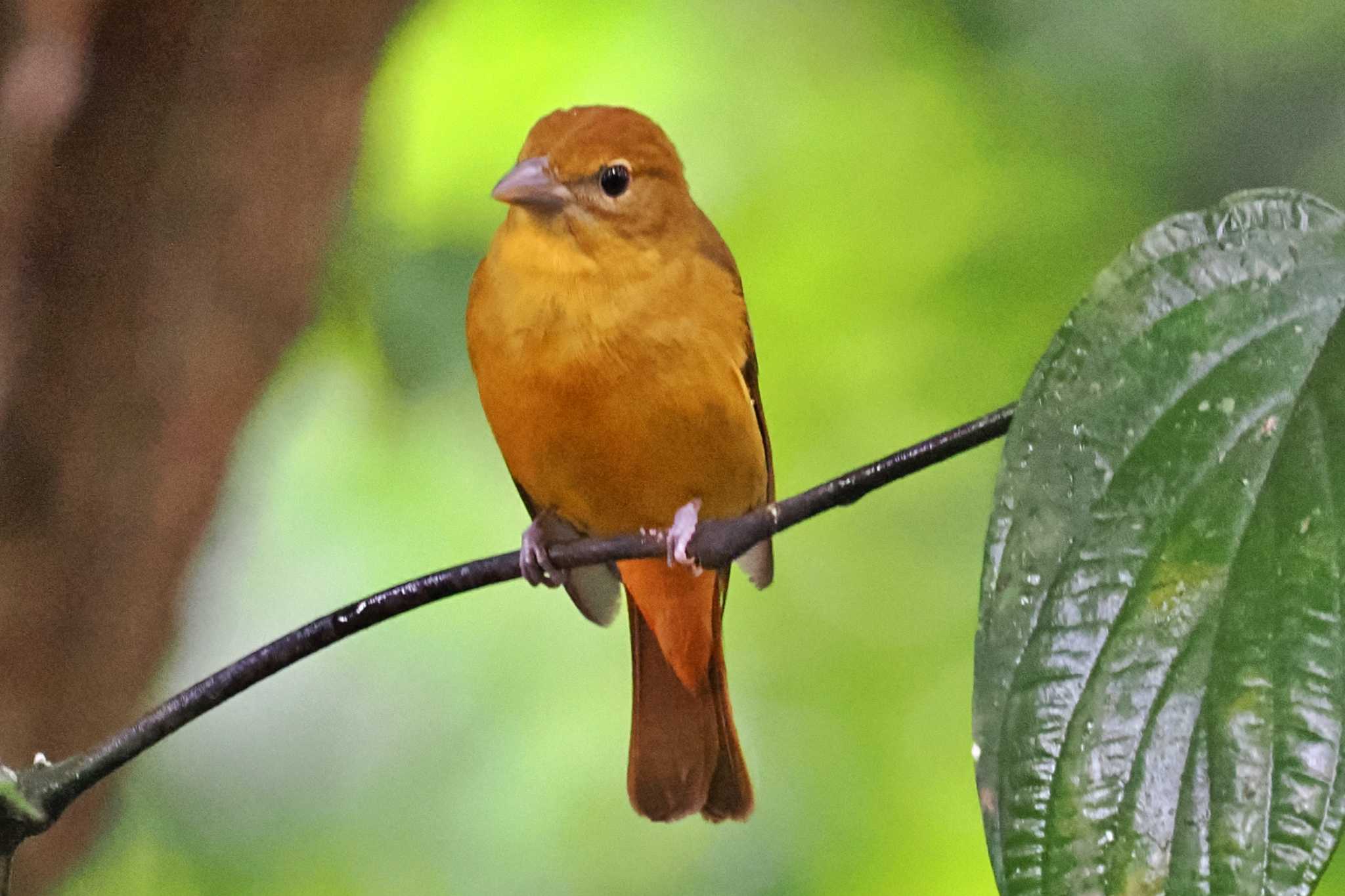 San Gerardo De Dota (Costa Rica) ナツフウキンチョウの写真 by 藤原奏冥