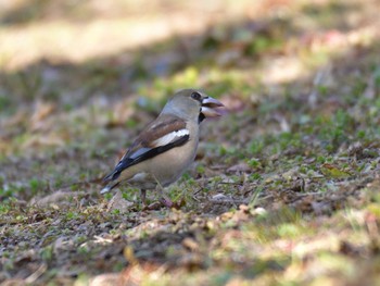 Hawfinch まつぶし緑の丘公園 Sun, 2/11/2024