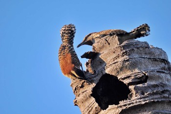 Veracruz Wren