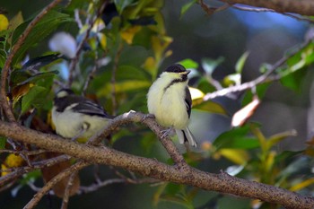 シジュウカラ 加木屋緑地 2018年5月10日(木)