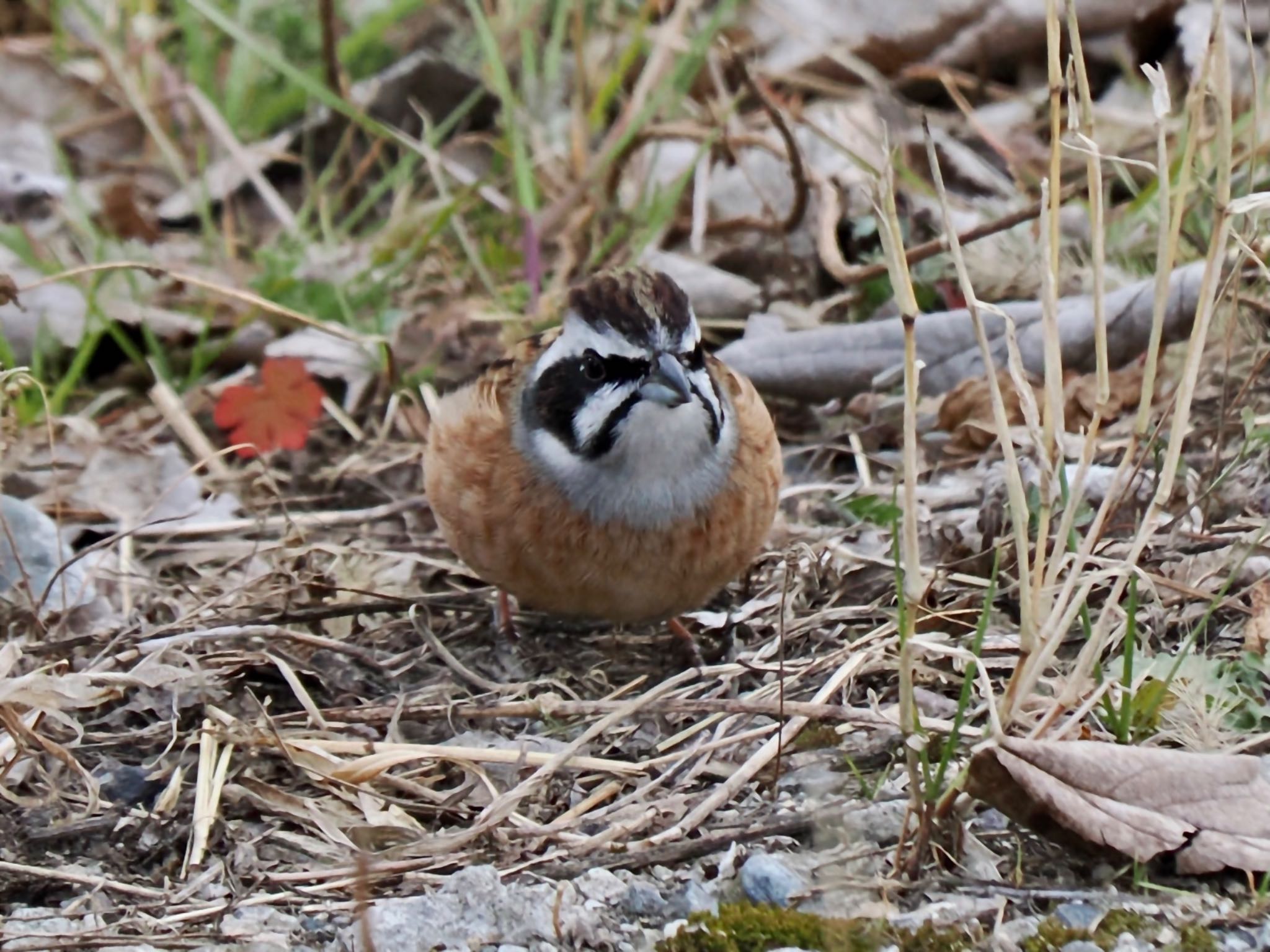 Meadow Bunting