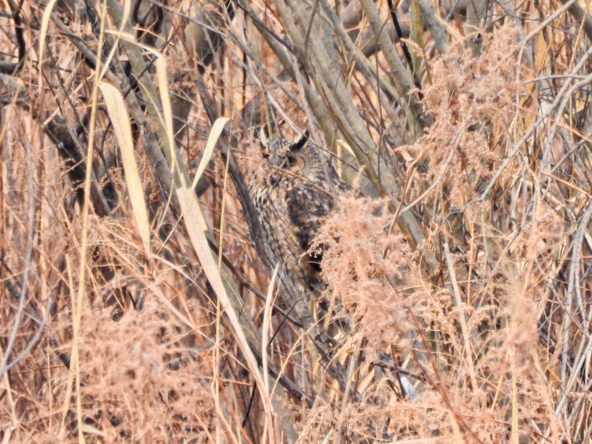 Long-eared Owl