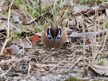 2024年1月28日(日) 芝川第一調節池(芝川貯水池)の野鳥観察記録