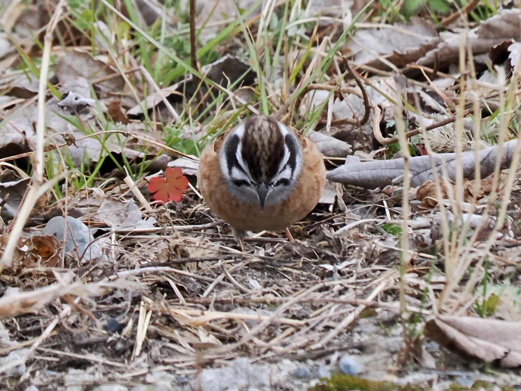 Meadow Bunting