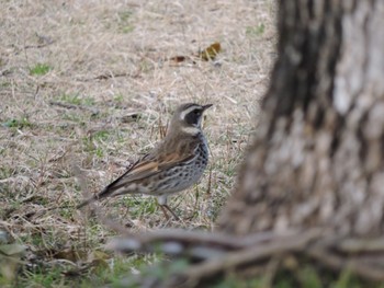 Dusky Thrush Osaka Tsurumi Ryokuchi Mon, 2/12/2024