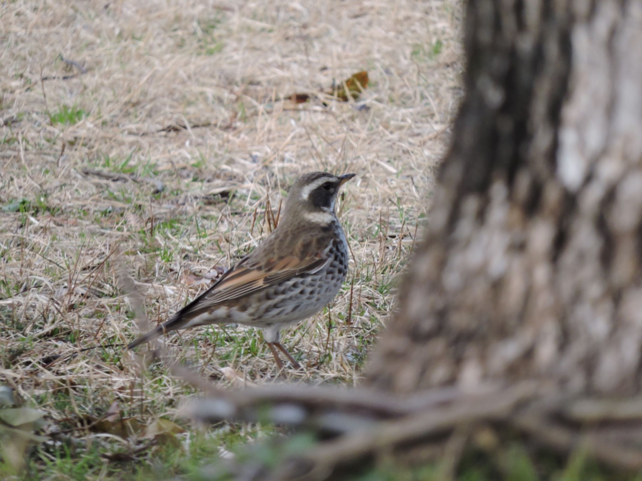 Photo of Dusky Thrush at Osaka Tsurumi Ryokuchi by 鉄腕よっしー