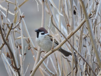 Eurasian Tree Sparrow Osaka Tsurumi Ryokuchi Mon, 2/12/2024