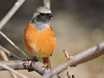 Daurian Redstart Osaka Tsurumi Ryokuchi Mon, 2/12/2024