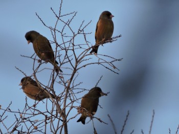 2024年2月12日(月) 大阪鶴見緑地の野鳥観察記録