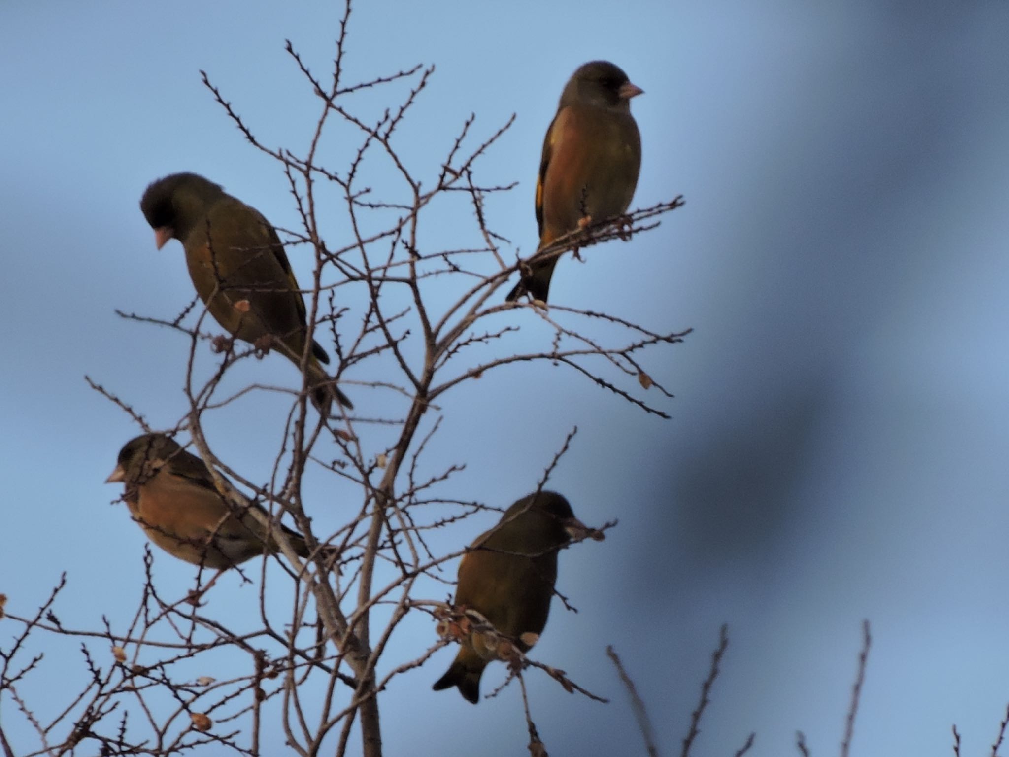 Photo of Grey-capped Greenfinch at Osaka Tsurumi Ryokuchi by 鉄腕よっしー