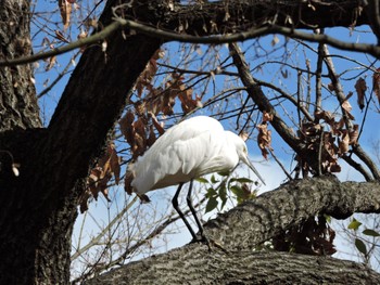 Little Egret Osaka Tsurumi Ryokuchi Mon, 2/12/2024