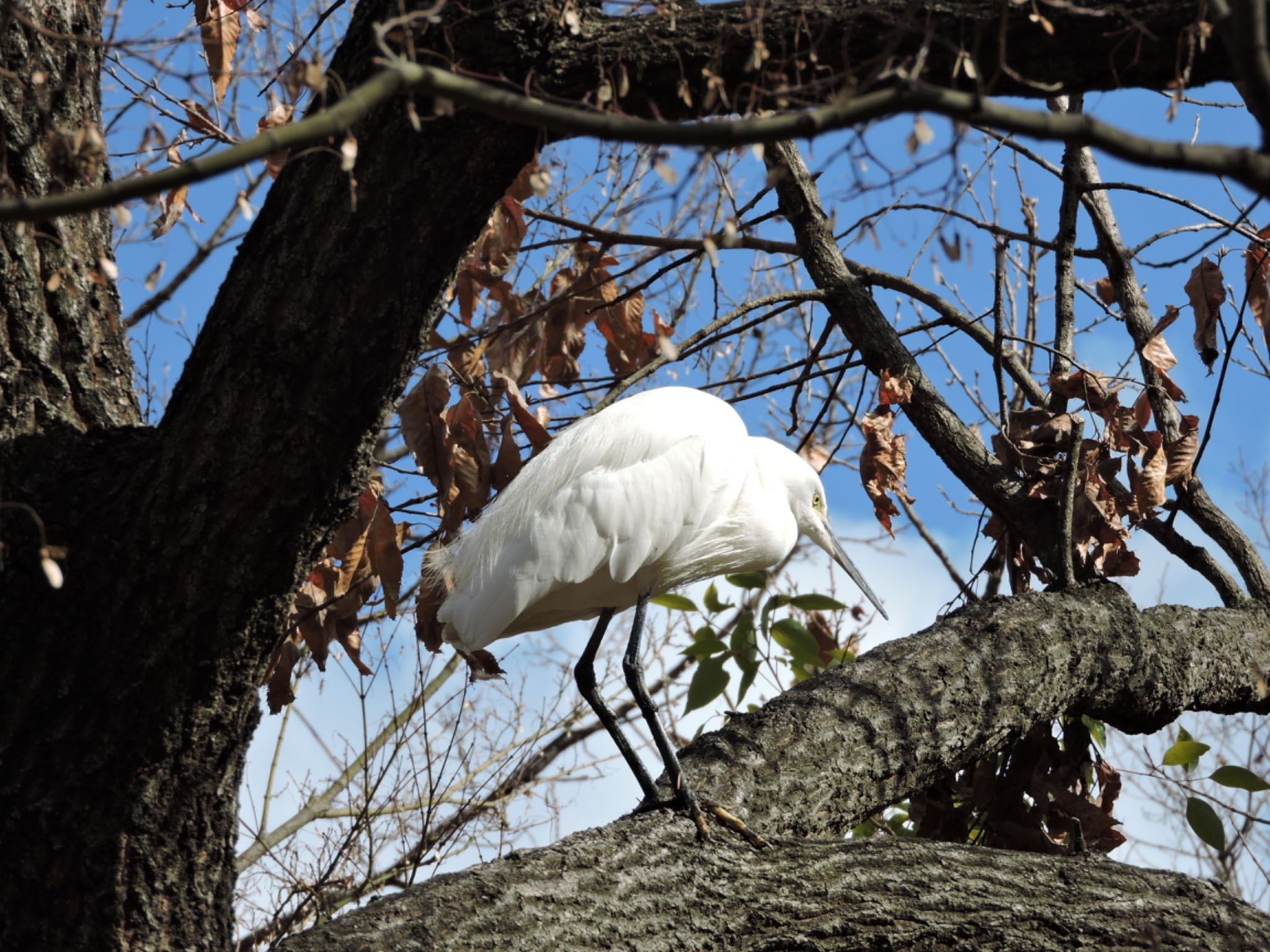 Photo of Little Egret at Osaka Tsurumi Ryokuchi by 鉄腕よっしー