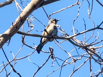 Brown-eared Bulbul 名瀬・上矢部市民の森 Mon, 2/12/2024