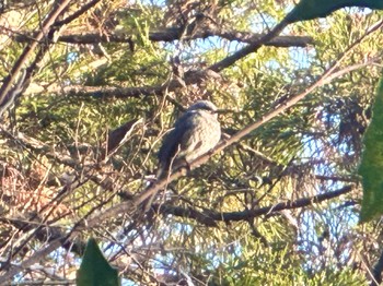 Brown-eared Bulbul 名瀬・上矢部市民の森 Mon, 2/12/2024