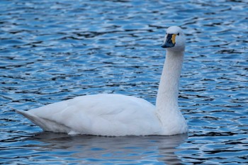 Tundra Swan x Tundra Swan(columbianus) 夏目の堰 (八丁堰) Mon, 2/12/2024