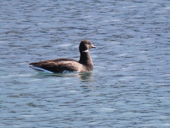 Brant Goose 志津川湾 Thu, 2/8/2024