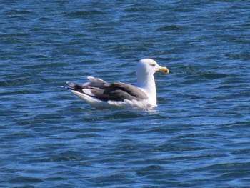 Slaty-backed Gull 志津川湾 Thu, 2/8/2024