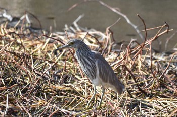 Chinese Pond Heron Teganuma Mon, 2/12/2024