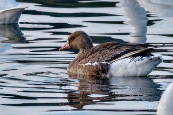 Greater White-fronted Goose 夏目の堰 (八丁堰) Sat, 2/10/2024