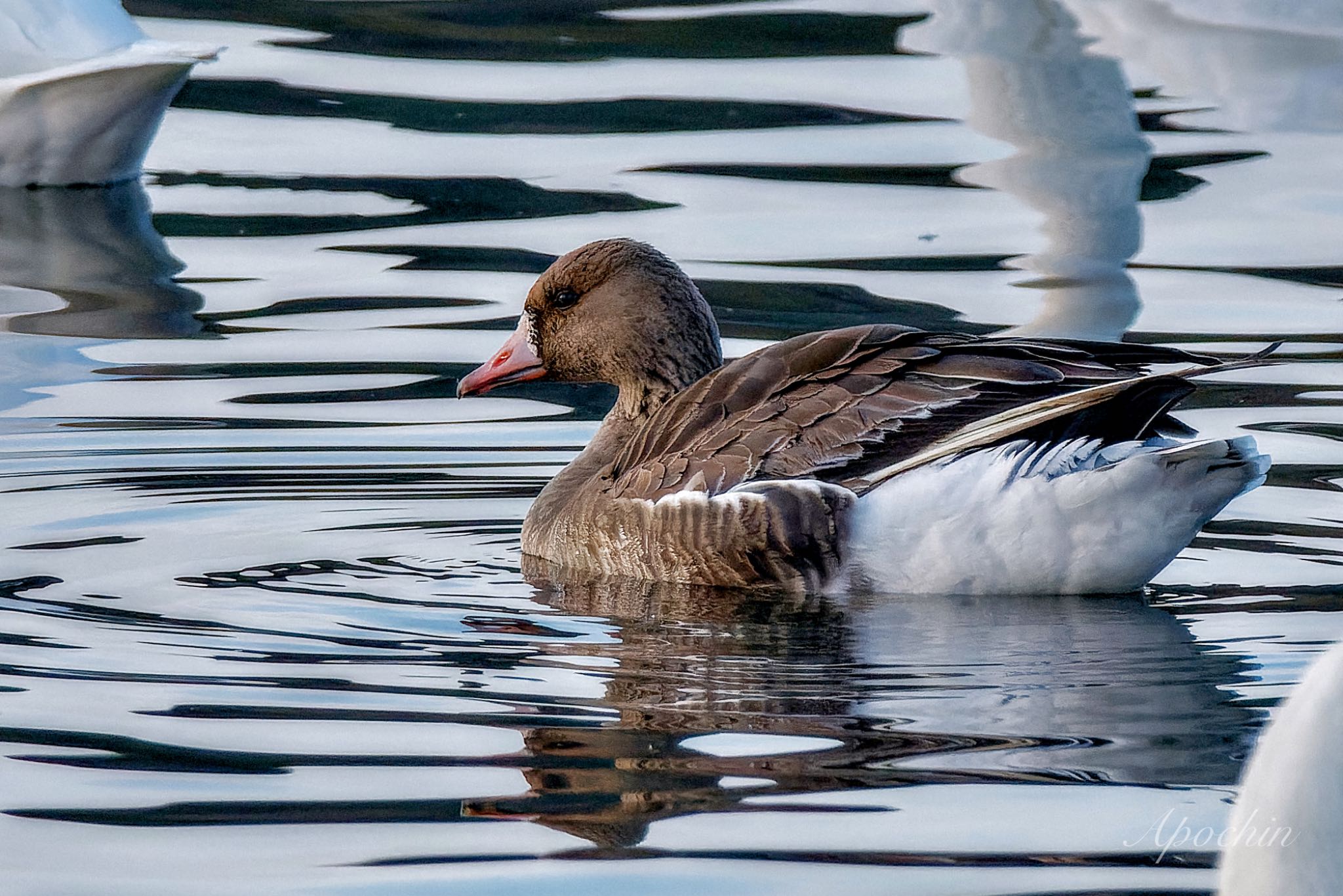 Greater White-fronted Goose