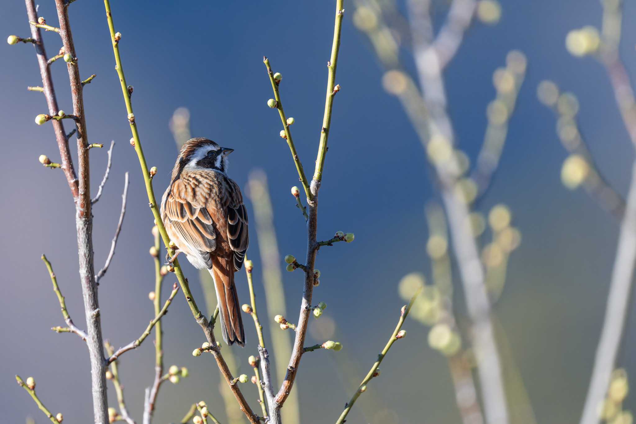 Photo of Meadow Bunting at 宝登山 by たい焼きの煮付け