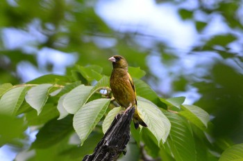 カワラヒワ 加木屋緑地 2018年5月10日(木)