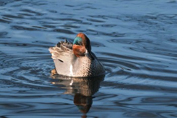 Green-winged Teal 千葉県松戸市国分川 Mon, 2/12/2024