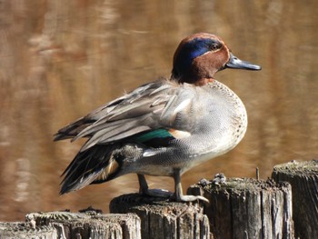 2024年2月10日(土) 茅ヶ崎里山公園の野鳥観察記録