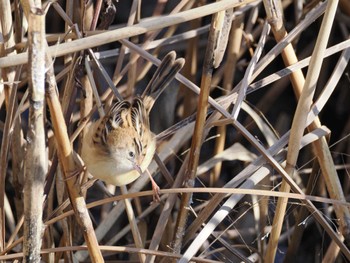 セッカ 境川遊水地公園 2024年2月10日(土)