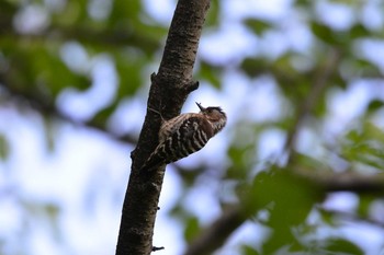 Thu, 5/10/2018 Birding report at 加木屋緑地