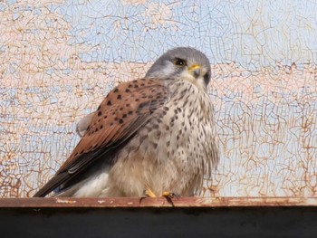 Common Kestrel 江戸川河川敷 Mon, 2/12/2024