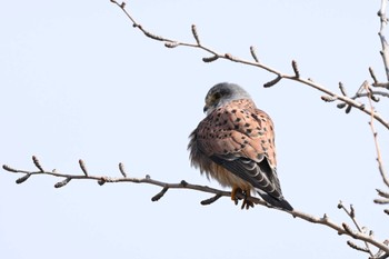 チョウゲンボウ 平城宮跡 2024年2月12日(月)