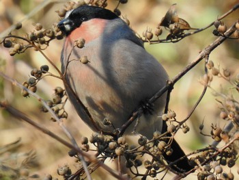 Eurasian Bullfinch 横浜自然観察の森 Mon, 2/12/2024