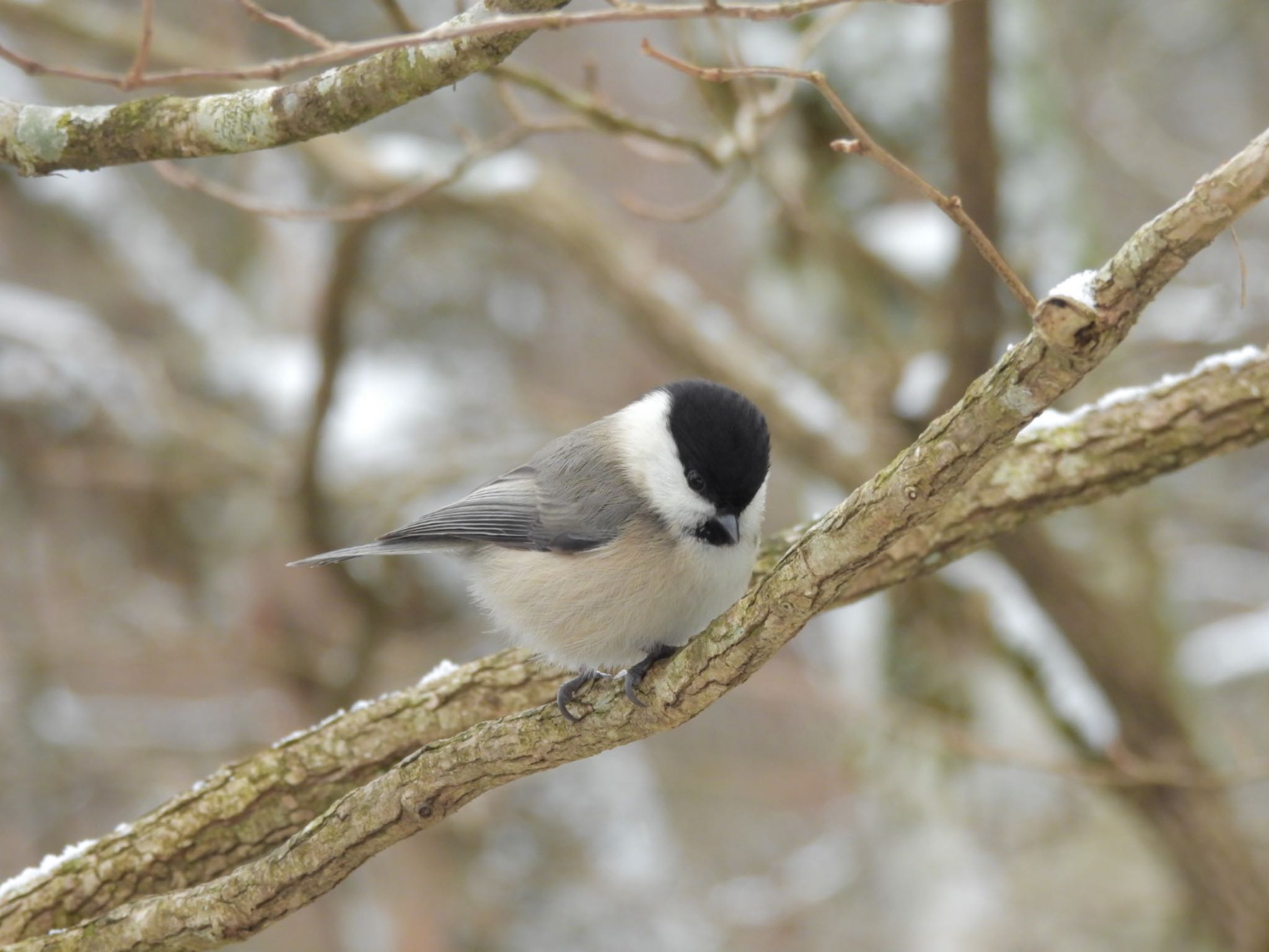 Photo of Willow Tit at 金剛山 by トモカズ