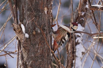 White-backed Woodpecker Makomanai Park Wed, 12/27/2023
