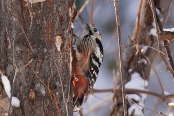 White-backed Woodpecker Makomanai Park Wed, 12/27/2023