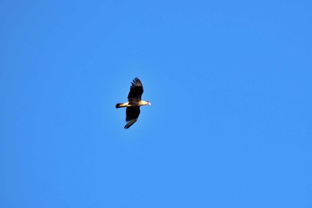 Yellow-headed Caracara San Gerardo De Dota (Costa Rica) Sun, 2/11/2024