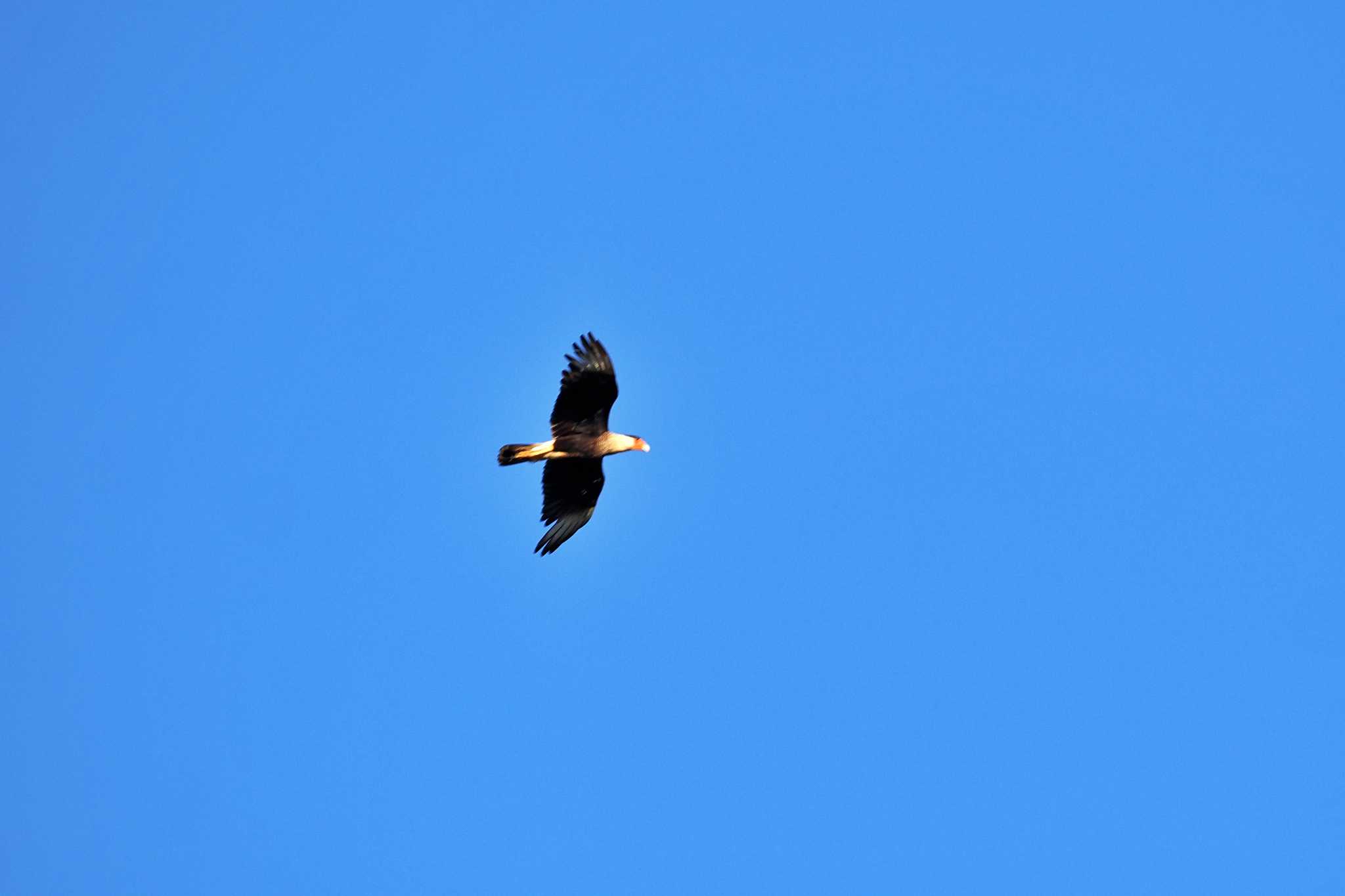 Photo of Yellow-headed Caracara at San Gerardo De Dota (Costa Rica) by 藤原奏冥