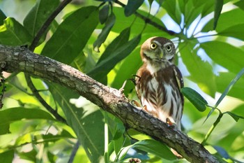 Ferruginous Pygmy Owl San Gerardo De Dota (Costa Rica) Sun, 2/11/2024