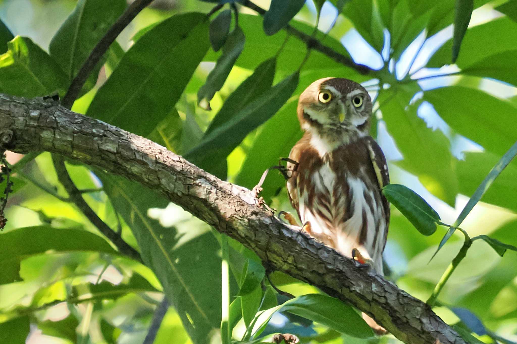 Photo of Ferruginous Pygmy Owl at San Gerardo De Dota (Costa Rica) by 藤原奏冥