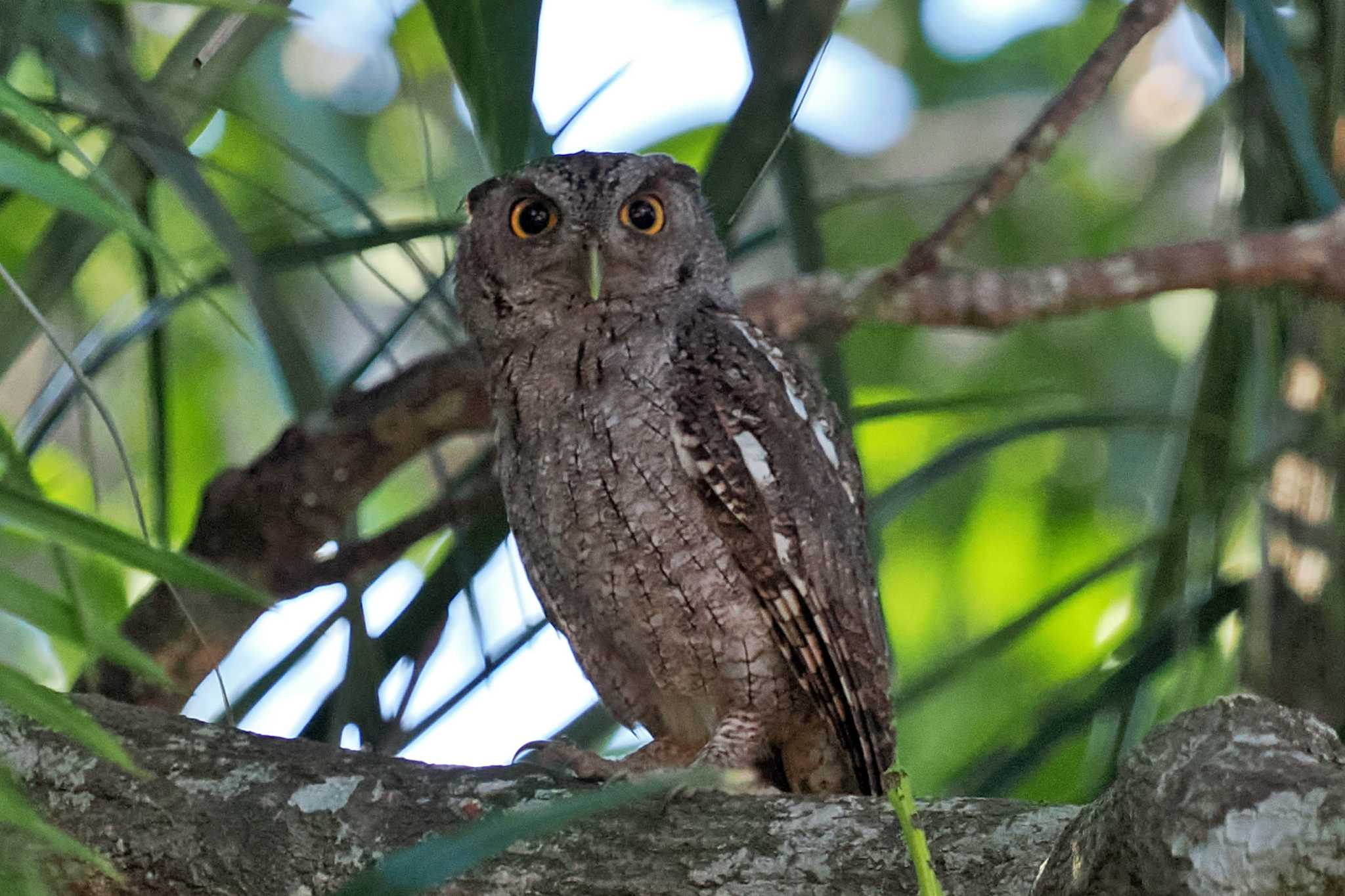 Photo of Pacific Screech Owl at San Gerardo De Dota (Costa Rica) by 藤原奏冥