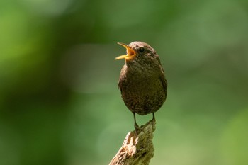 ミソサザイ 軽井沢野鳥の森 2023年7月12日(水)