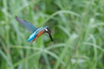 カワセミ 場所が不明 2023年9月16日(土)