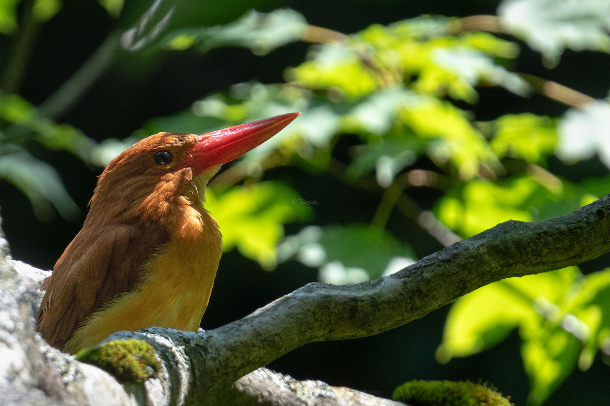 Photo of Ruddy Kingfisher at  by PEBBLE