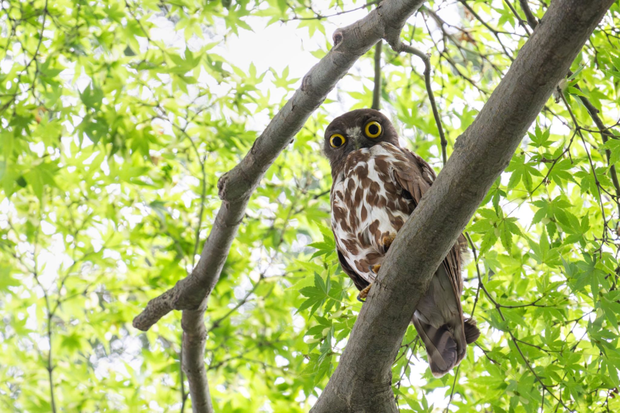  アオバズクの写真 by PEBBLE