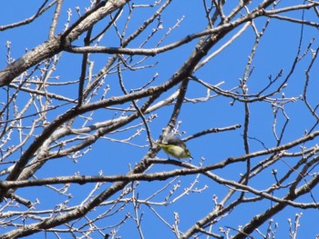 Warbling White-eye ラブリバー親水公園うぬき Mon, 2/12/2024